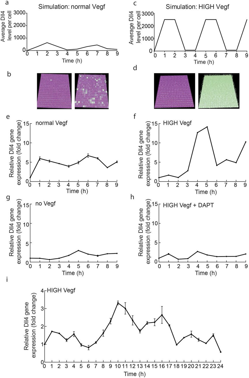 Figures and data in Synchronization of endothelial Dll4 Notch