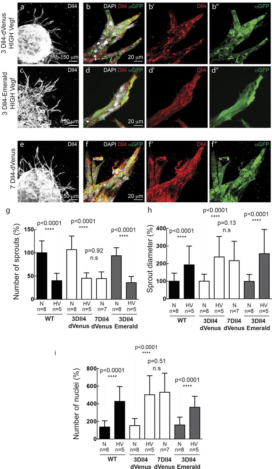 Figures and data in Synchronization of endothelial Dll4 Notch