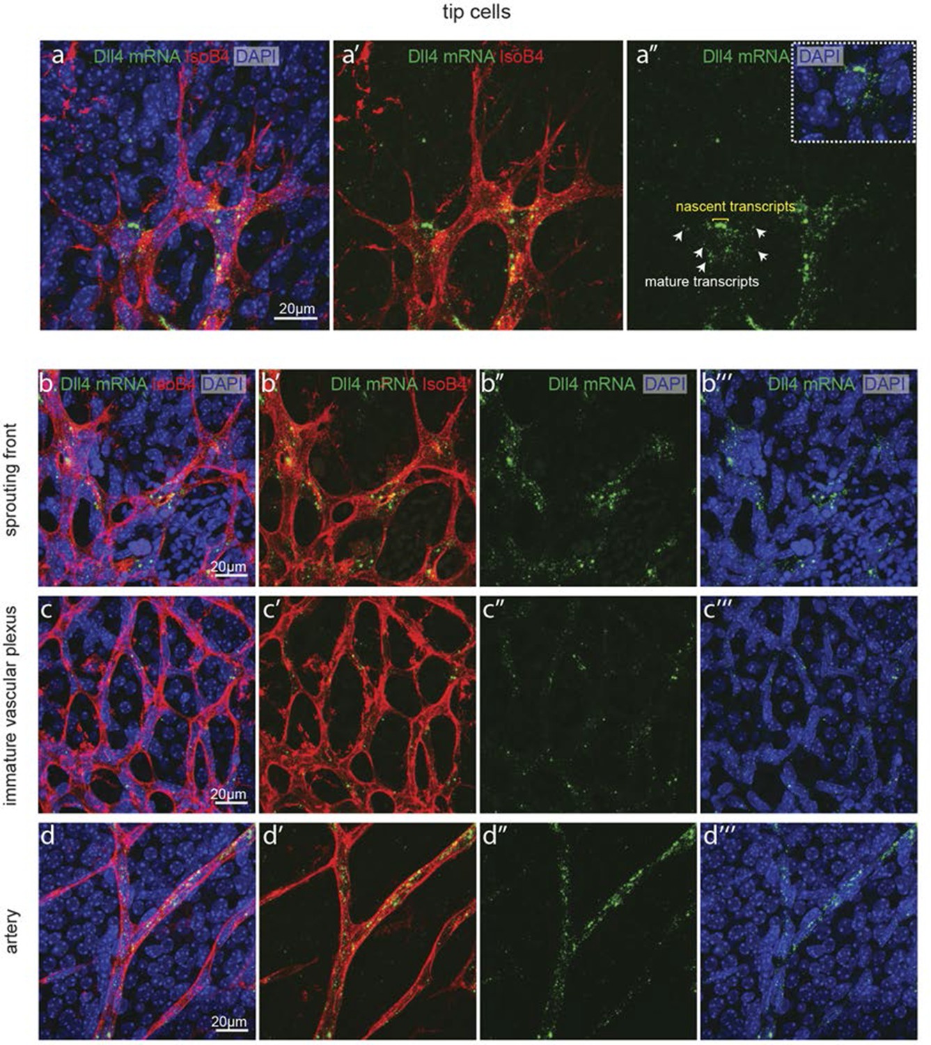 Figures and data in Synchronization of endothelial Dll4-Notch dynamics ...