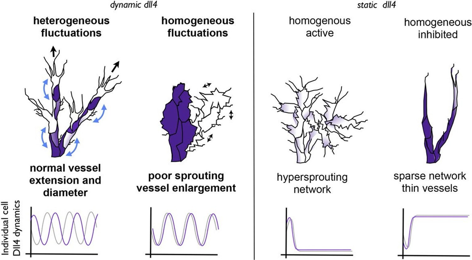 Figures and data in Synchronization of endothelial Dll4 Notch