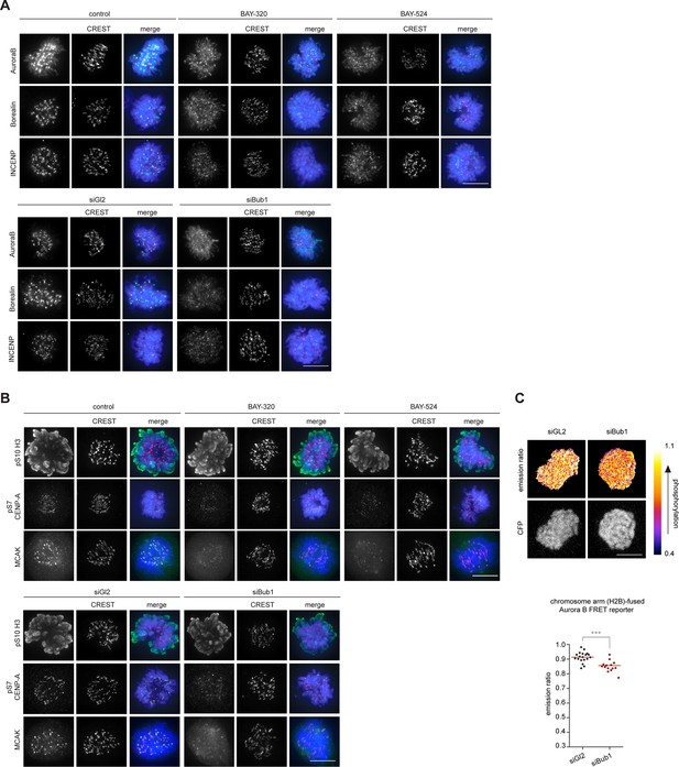 Figures and data in Probing the catalytic functions of Bub1 kinase