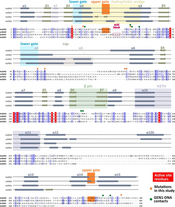 Human Holliday junction resolvase GEN1 uses a chromodomain for ...