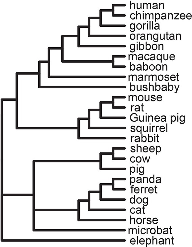 Viruses are a dominant driver of protein adaptation in mammals | eLife