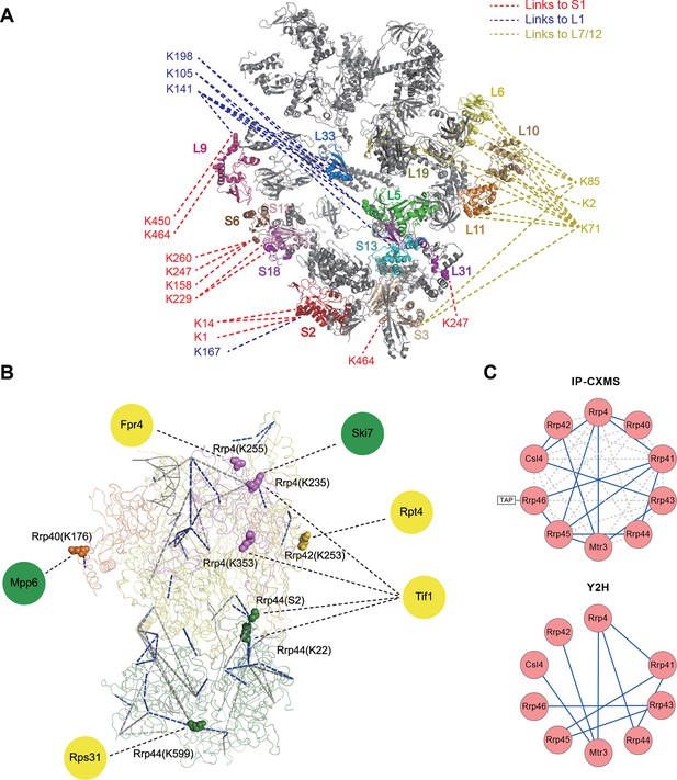 Trifunctional cross-linker for mapping protein-protein interaction ...