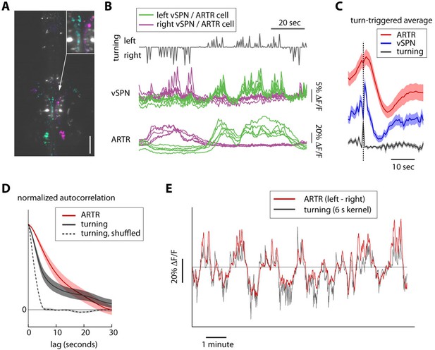 Figures and data in Brain-wide mapping of neural activity controlling ...