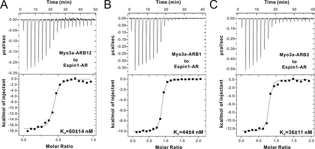 Figures and data in Myosin III-mediated cross-linking and stimulation ...