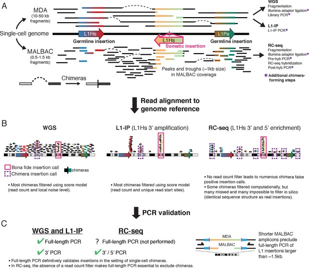 Figures and data in Resolving rates of mutation in the brain using ...