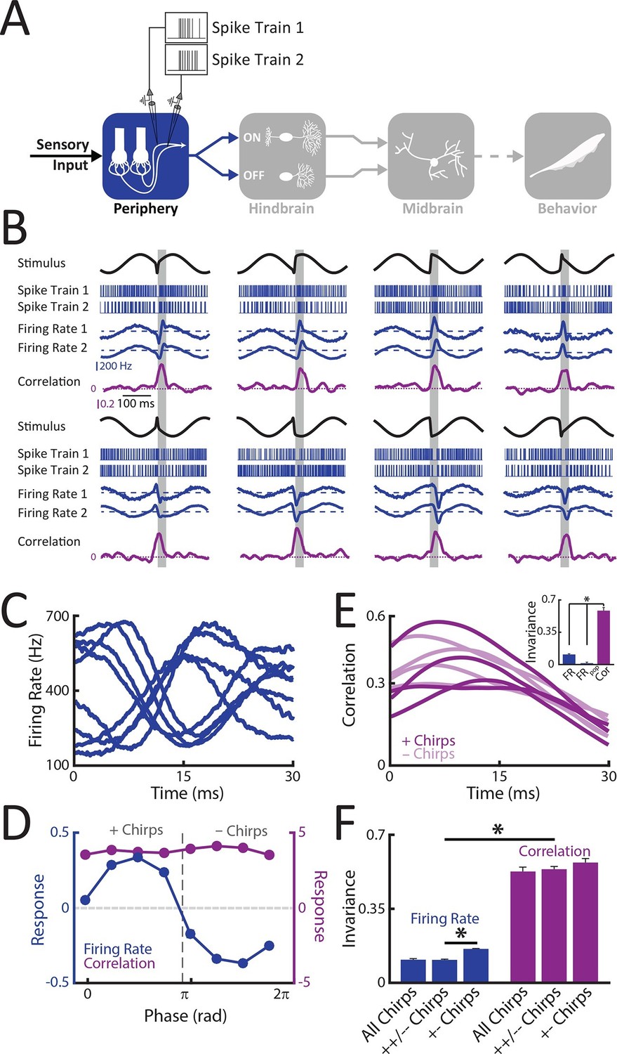 Neural correlations enable invariant coding and perception of natural ...