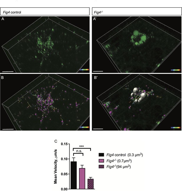 Figures and data in PI(3,5)P2 biosynthesis regulates oligodendrocyte ...