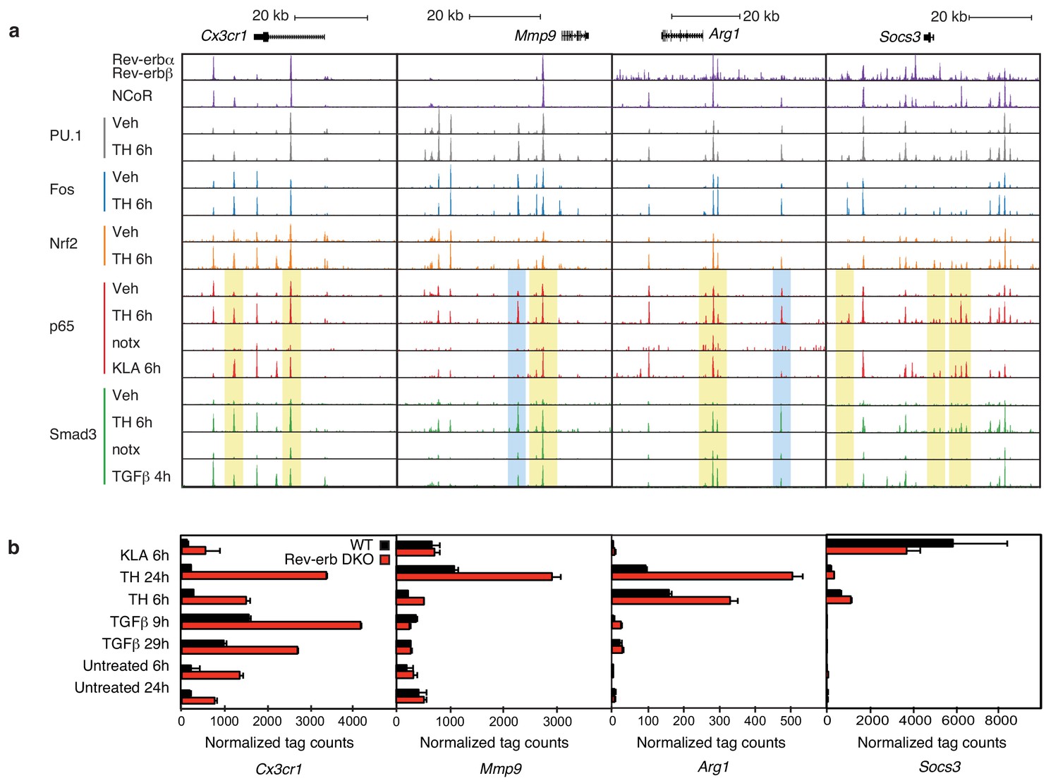 Tissue damage drives co-localization of NF-κB, Smad3, and Nrf2 to ...