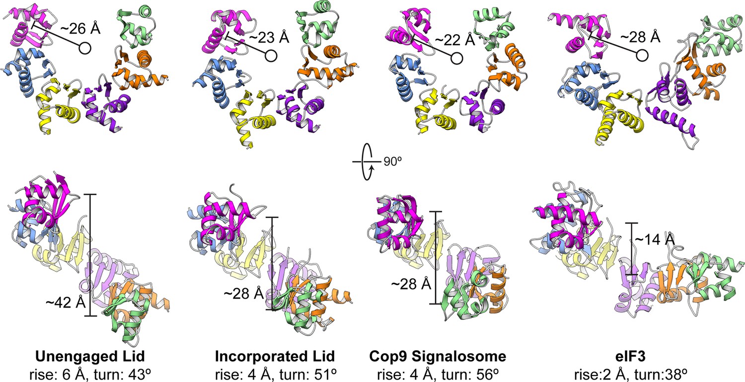 Figures and data in Atomic structure of the 26S proteasome lid reveals ...