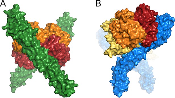 Figures and data in Evolutionary diversification of the trypanosome ...