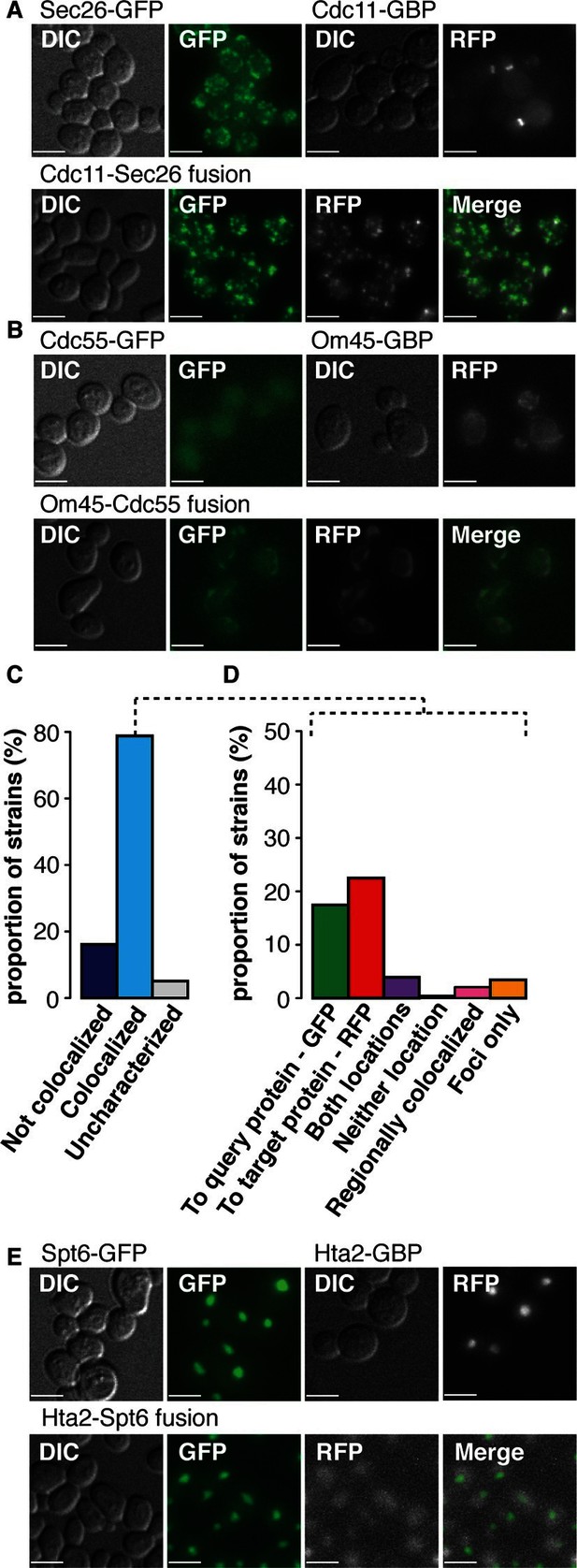 Synthetic protein interactions reveal a functional map of the cell | eLife