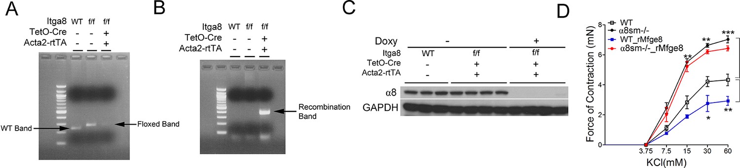 Figures And Data In α8β1 Integrin Regulates Nutrient Absorption Through 