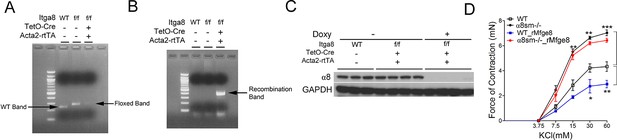 Figures and data in α8β1 integrin regulates nutrient absorption through ...