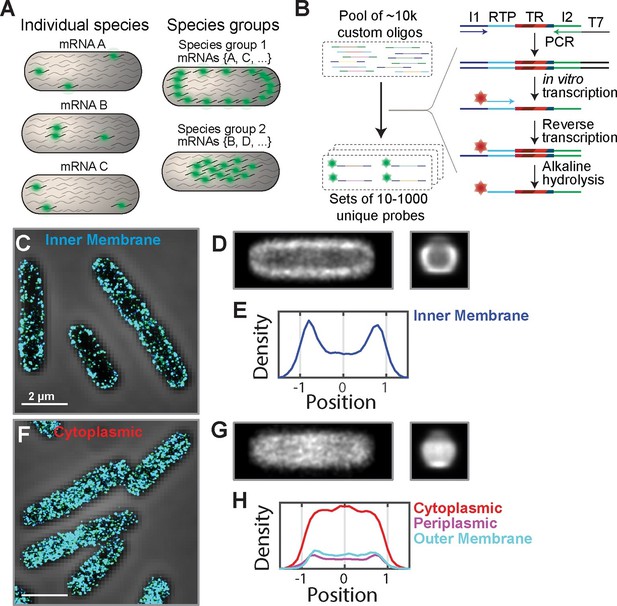 Spatial Organization Shapes The Turnover Of A Bacterial Transcriptome ...