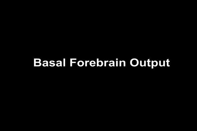 Basal forebrain subcortical projections