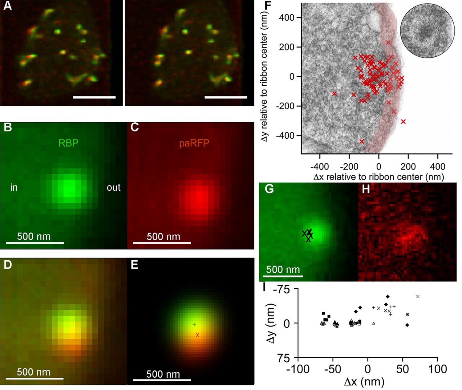 Nanoscale Dynamics Of Synaptic Vesicle Trafficking And Fusion At The ...