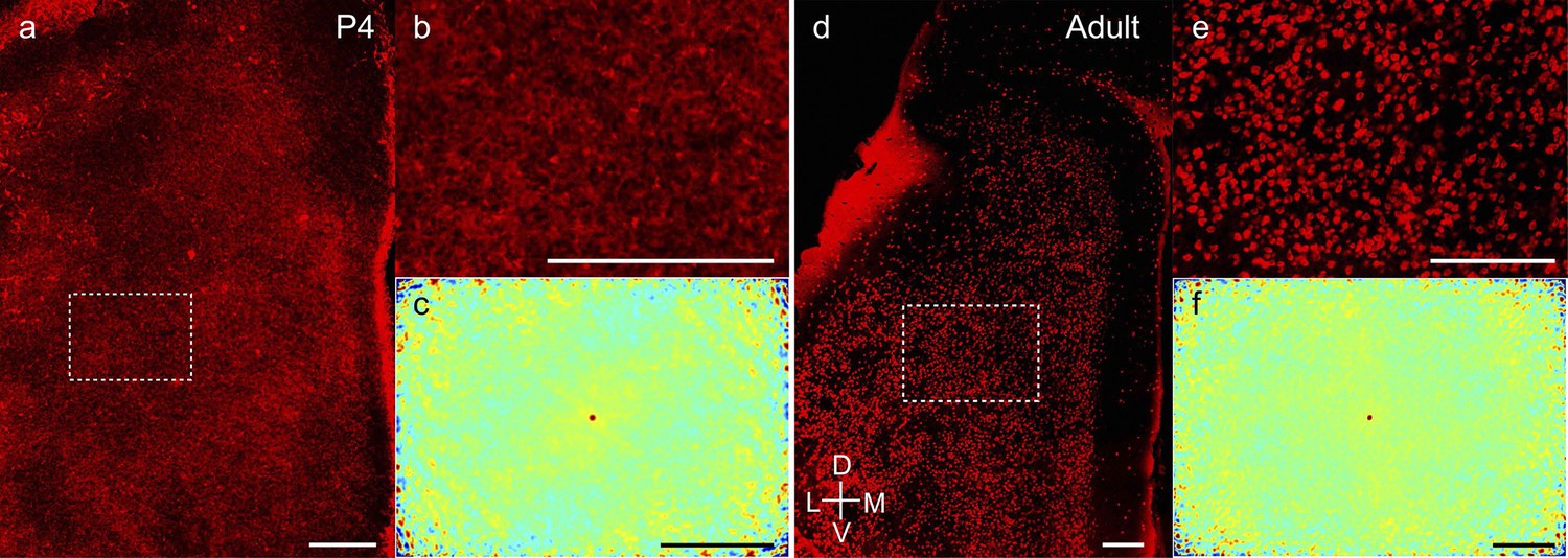 Figures and data in Structural development and dorsoventral maturation ...