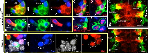 Figures and data in Lineage mapping identifies molecular and ...