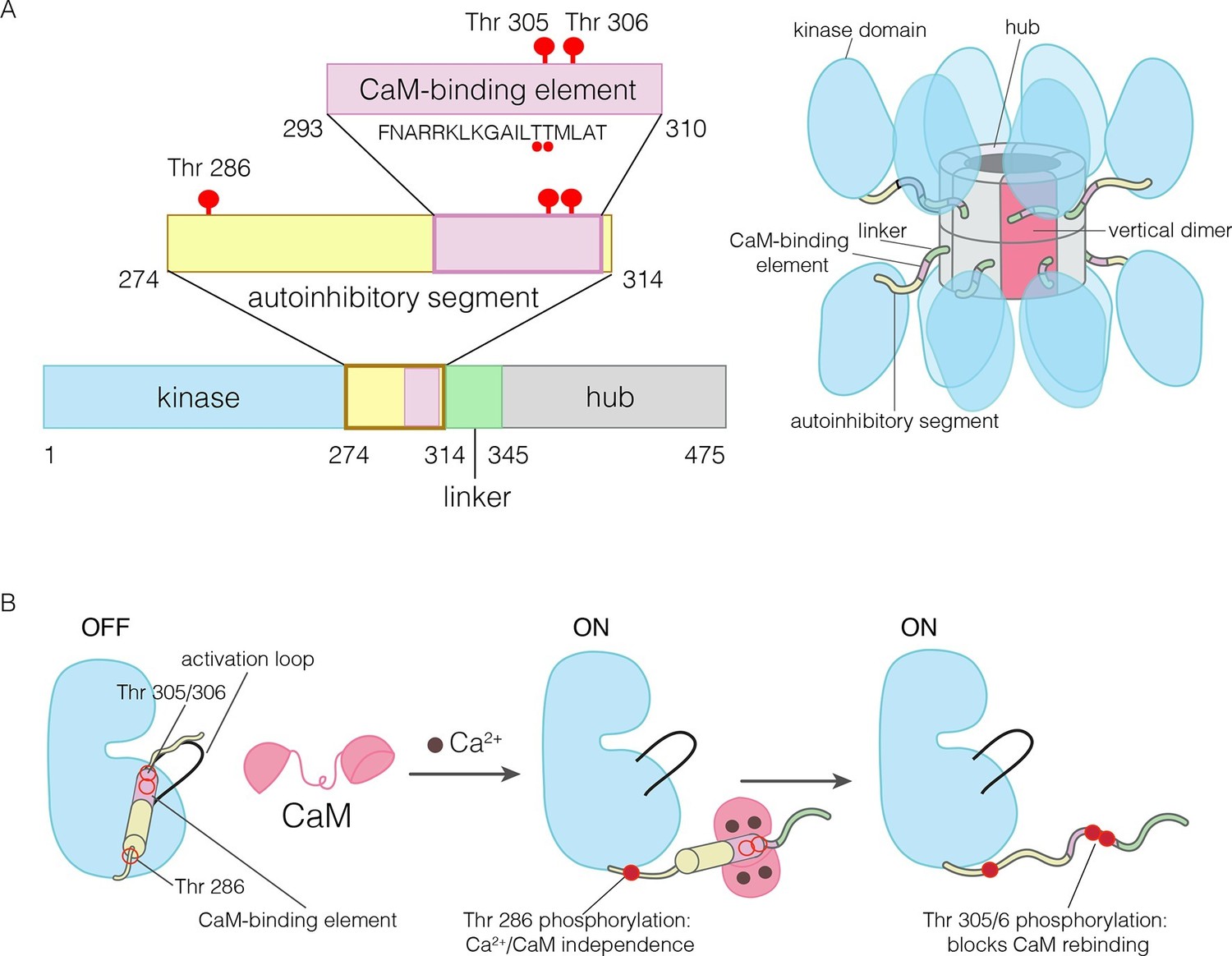 Figures And Data In Molecular Mechanism Of Activation Triggered Subunit