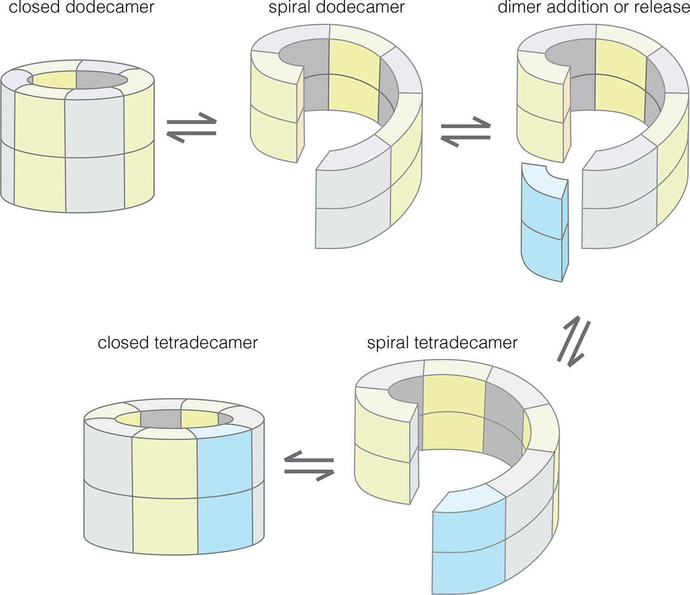 Molecular mechanism of activation-triggered subunit exchange