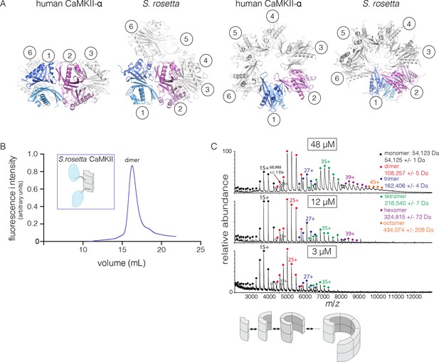 Figures And Data In Molecular Mechanism Of Activation Triggered Subunit