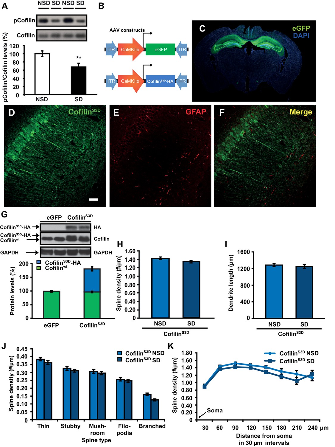 Prolonged exposure to high fluoride levels during adolescence to adulthood  elicits molecular, morphological, and functional impairments in the  hippocampus