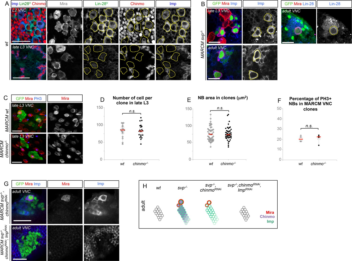 Neural stem cell-encoded temporal patterning delineates an early window ...