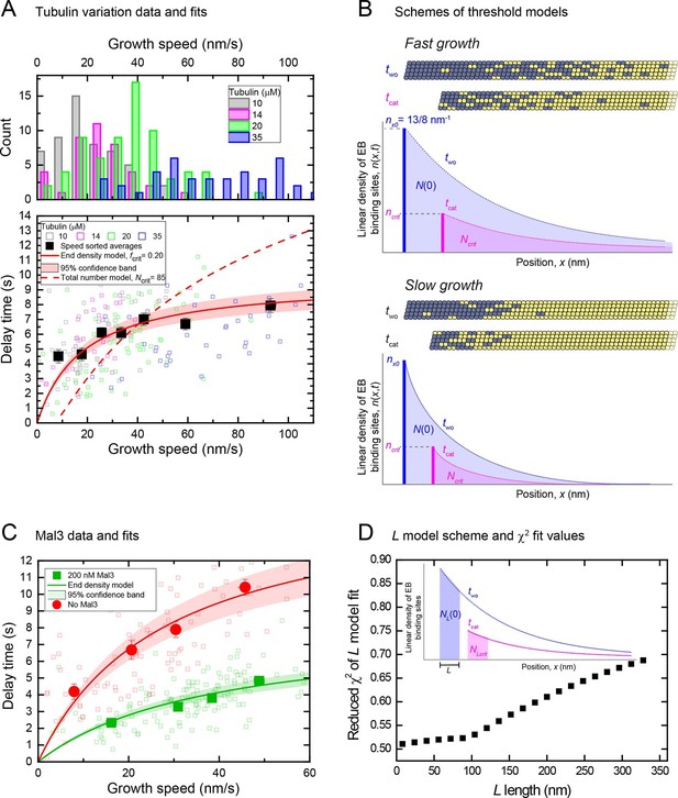 The size of the EB cap determines instantaneous microtubule stability ...