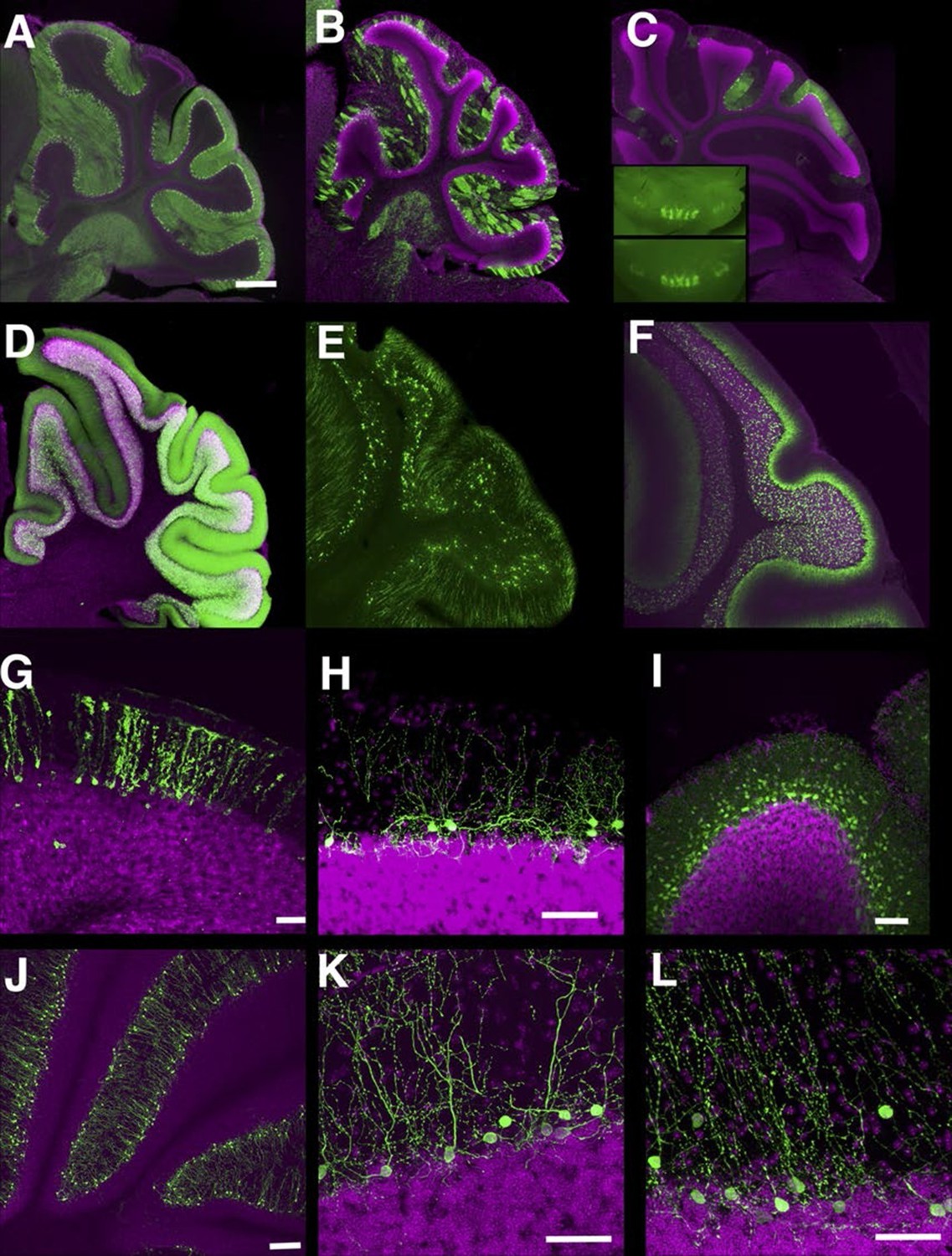 Figures and data in A Mammalian enhancer trap resource for discovering ...