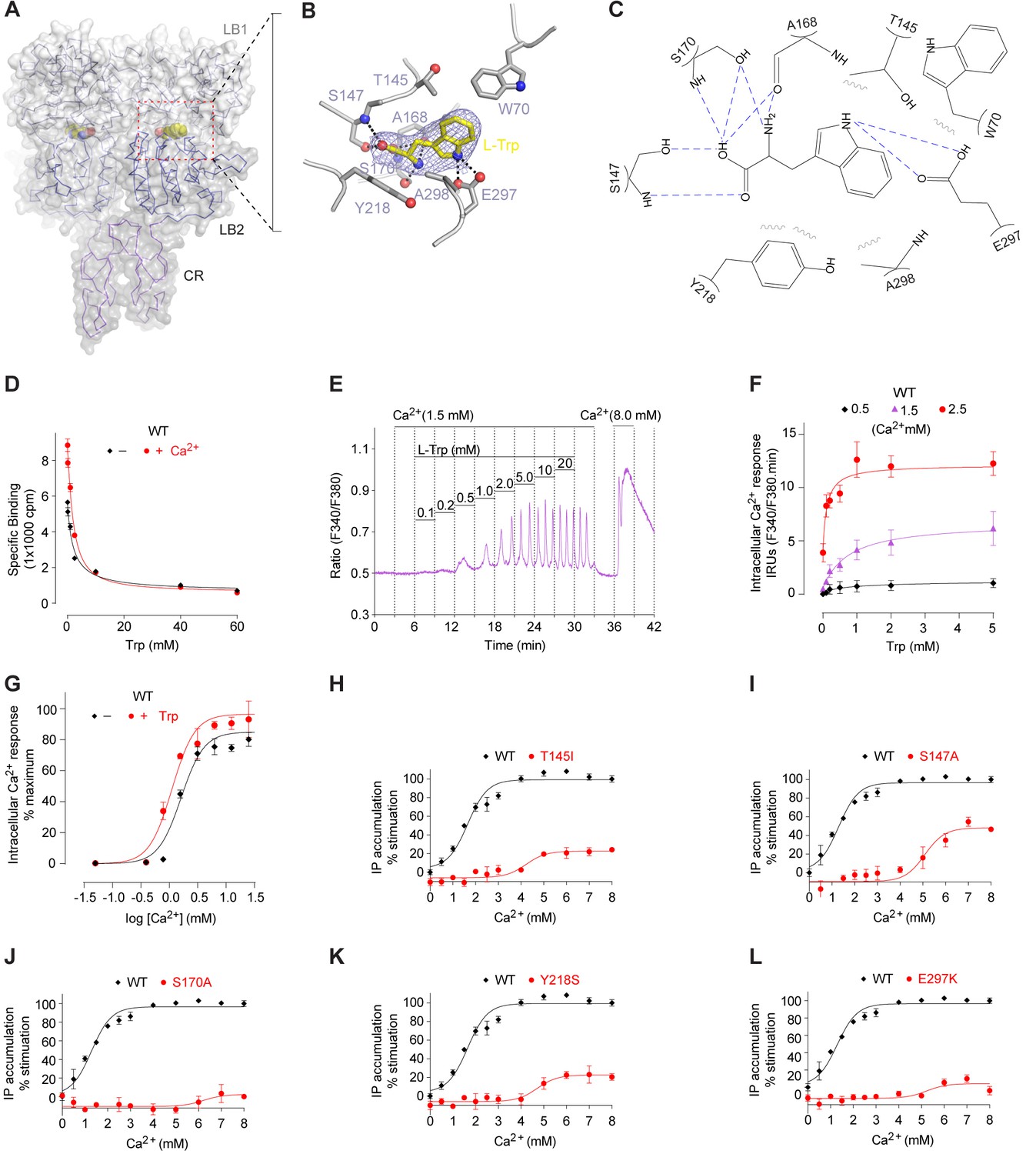 Structural mechanism of ligand activation in human calcium-sensing ...