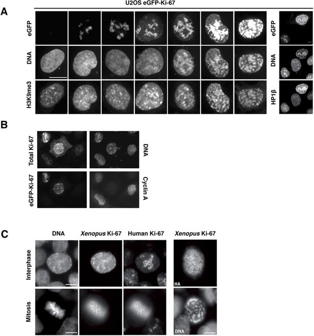 The Cell Proliferation Antigen Ki-67 Organises Heterochromatin | ELife