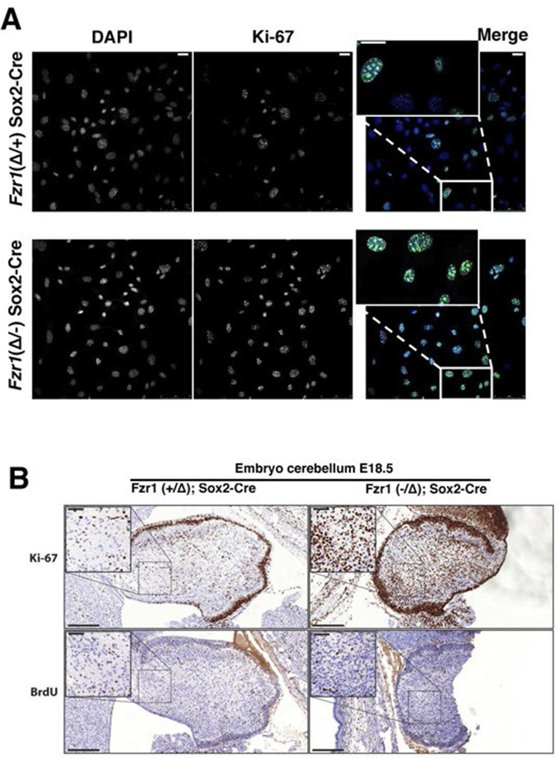 The Cell Proliferation Antigen Ki-67 Organises Heterochromatin | ELife