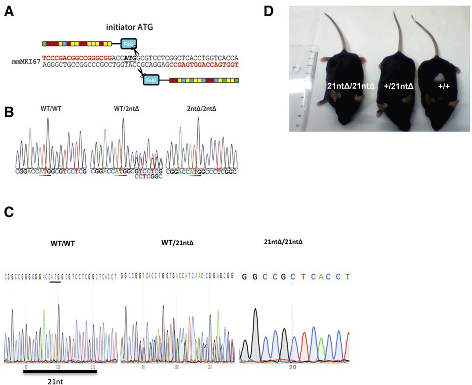 Figures And Data In The Cell Proliferation Antigen Ki 67 Organises Heterochromatin Elife