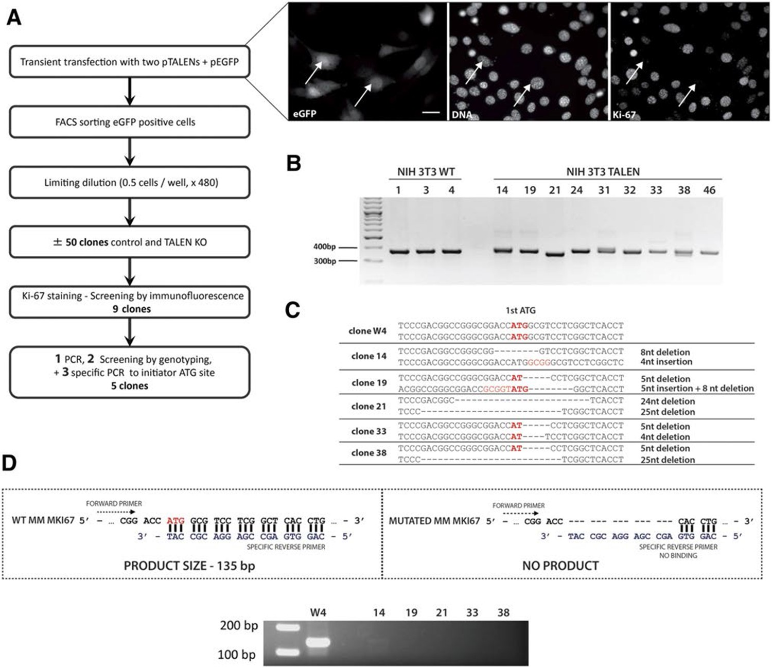 Figures And Data In The Cell Proliferation Antigen Ki Organises