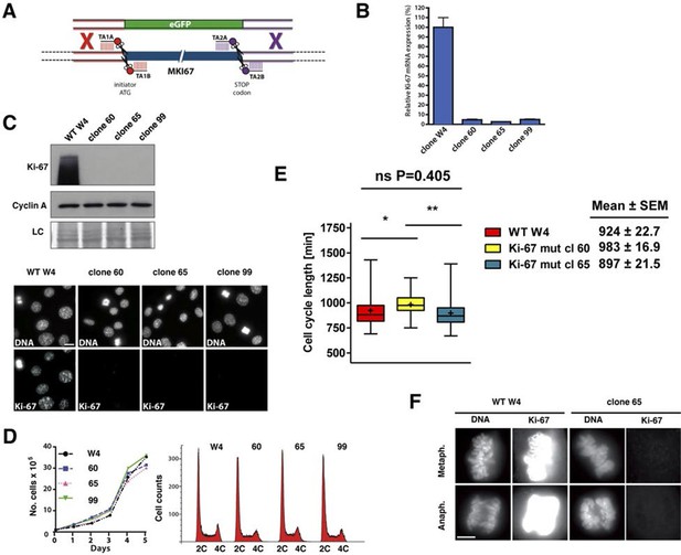 The Cell Proliferation Antigen Ki 67 Organises Heterochromatin ELife