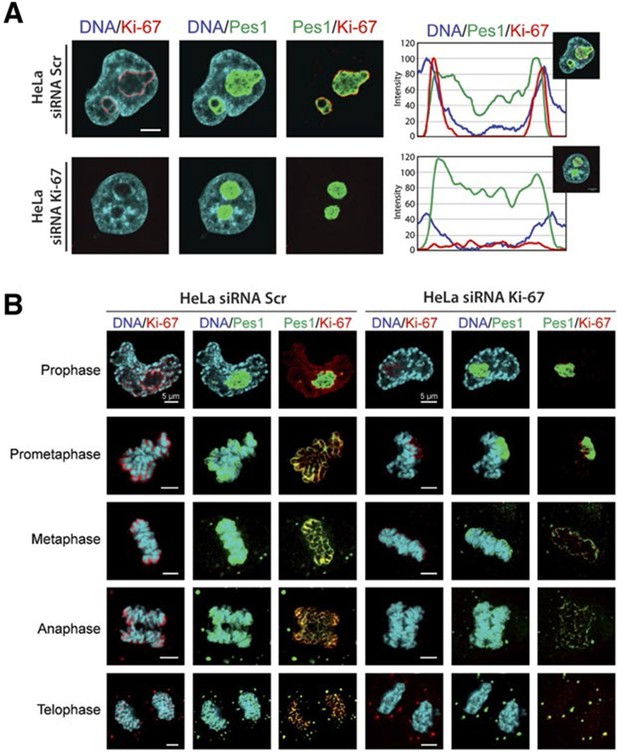 The Cell Proliferation Antigen Ki-67 Organises Heterochromatin | ELife