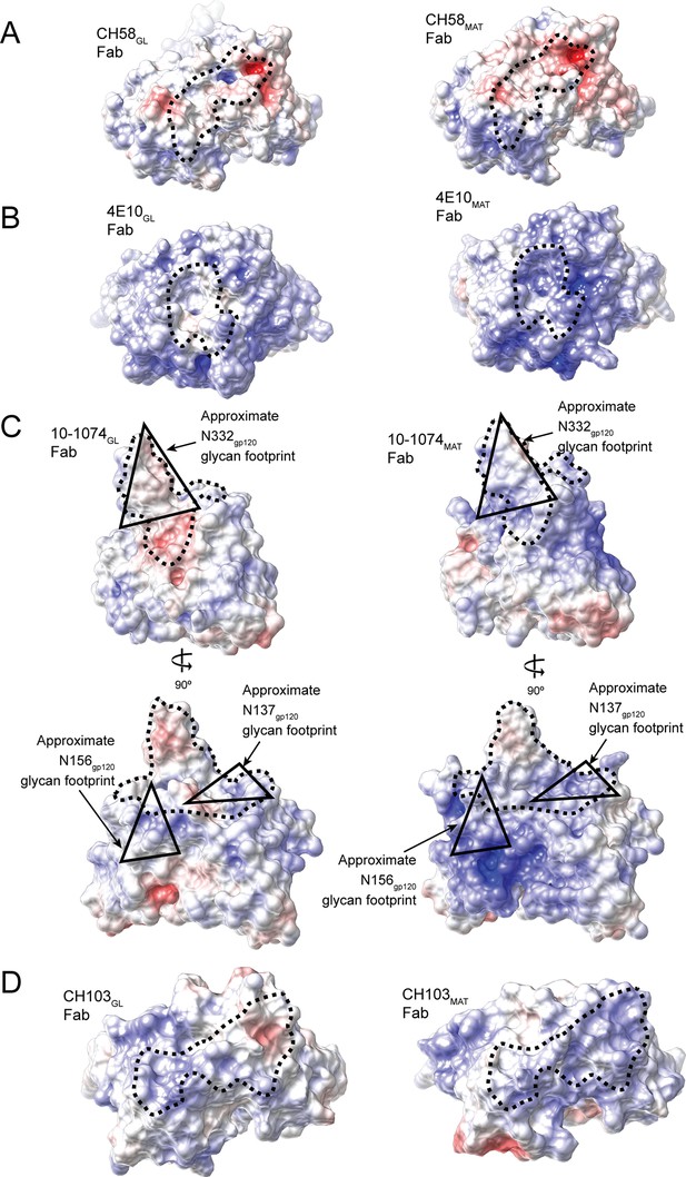 Figures And Data In Structural Basis For Germline Antibody Recognition ...