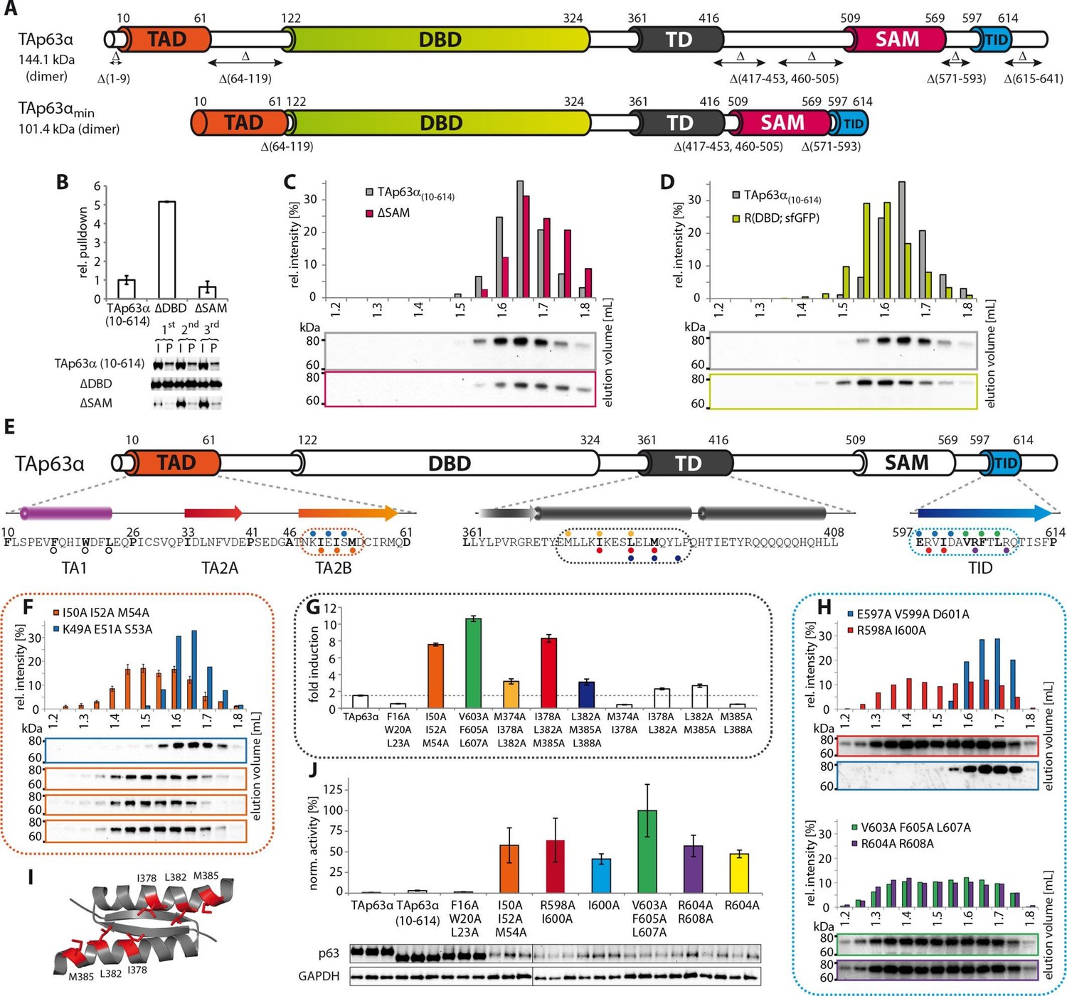 Quality control in oocytes by p63 is based on a spring