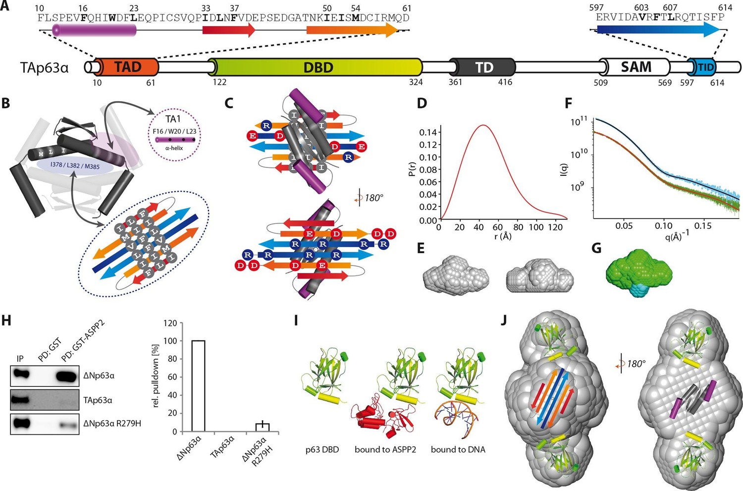 Quality control in oocytes by p63 is based on a spring