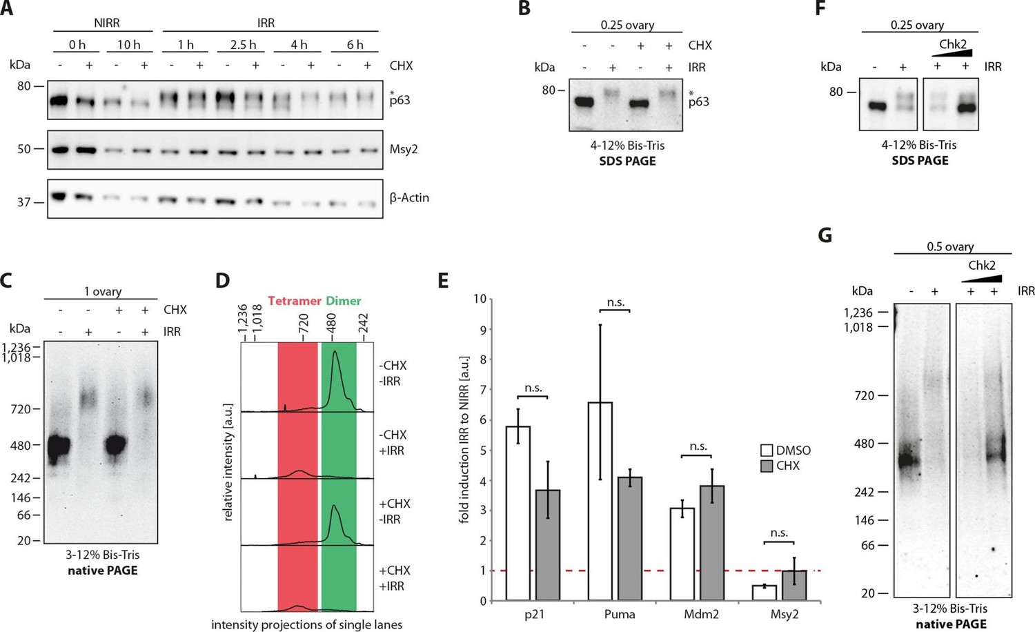 Quality control in oocytes by p63 is based on a spring