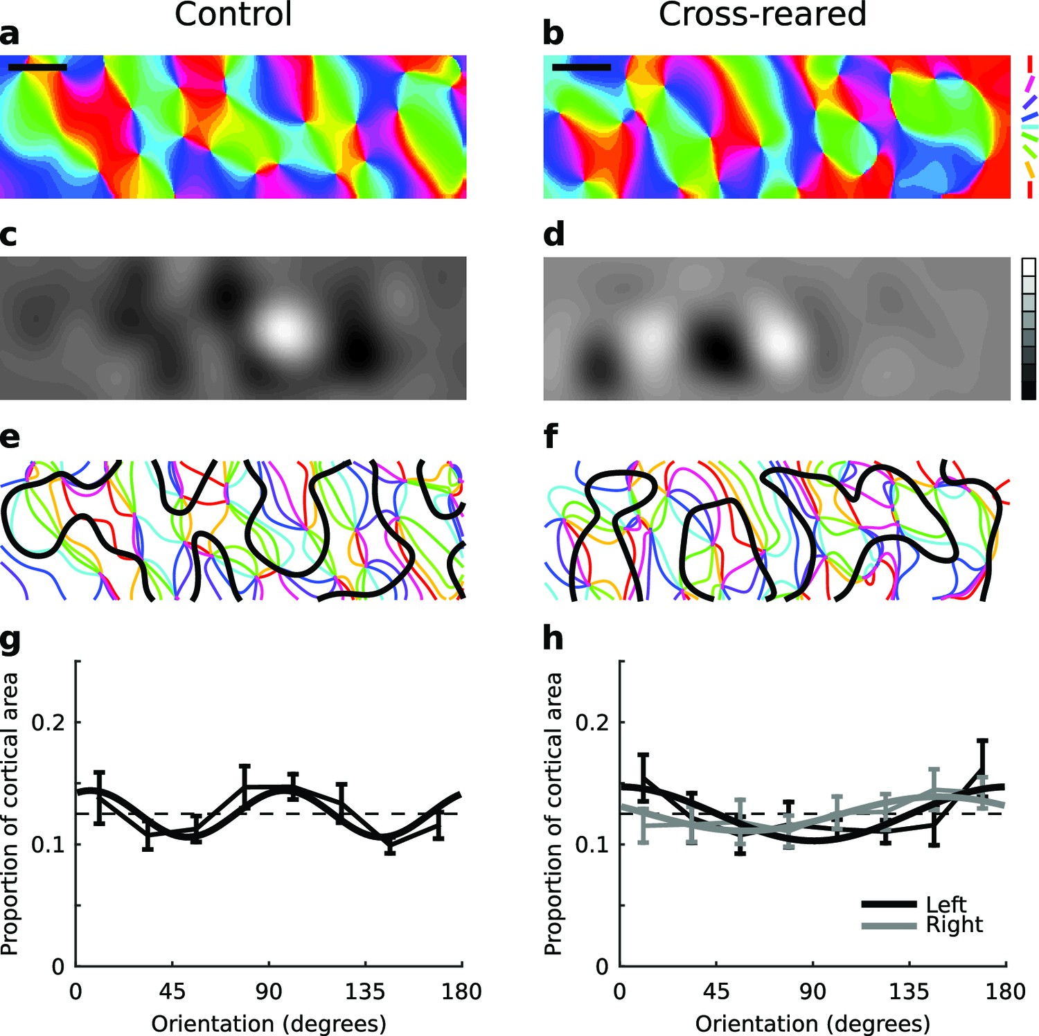 Sensory experience modifies feature map relationships in visual cortex ...