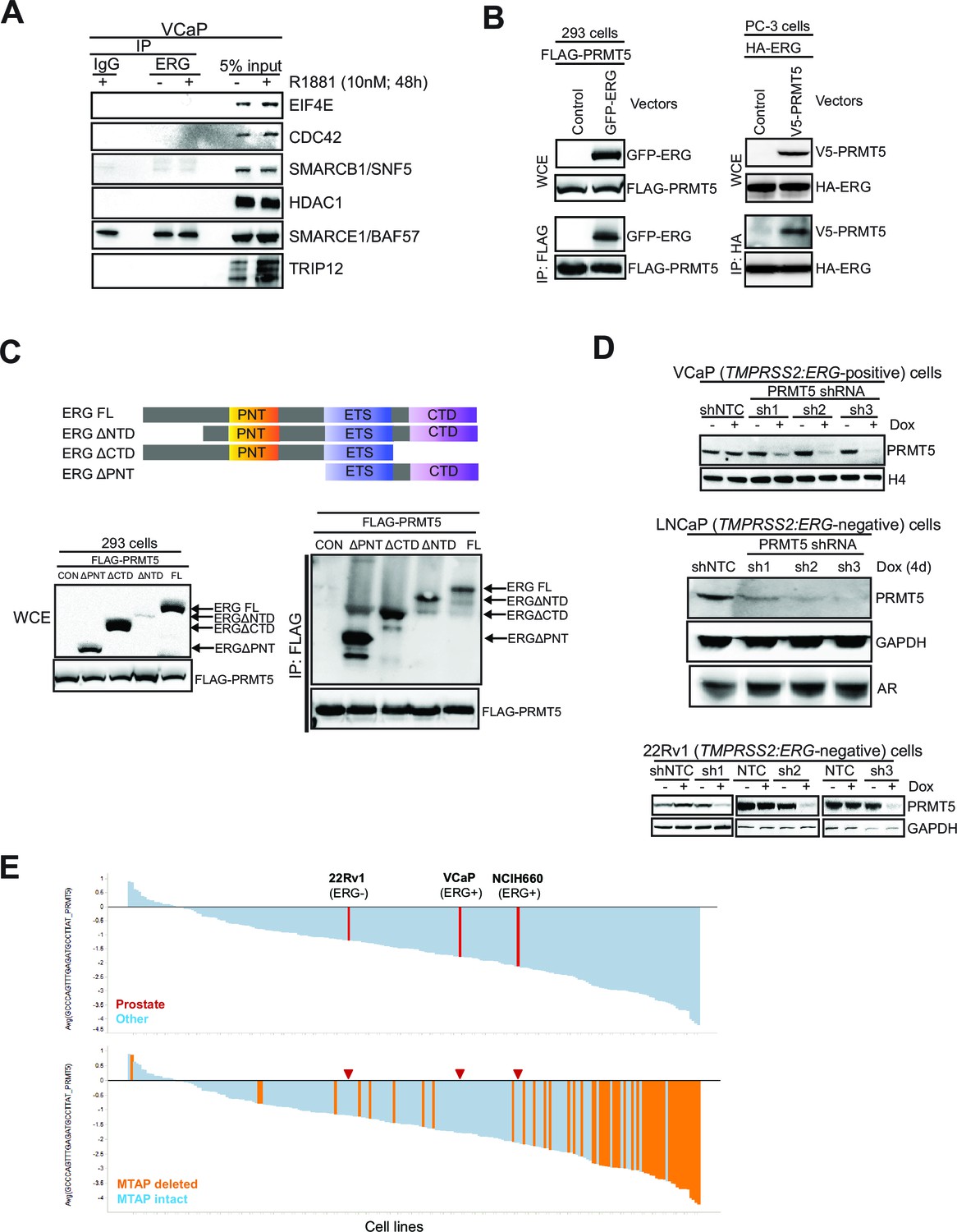 Figures and data in ERG signaling in prostate cancer is driven through ...