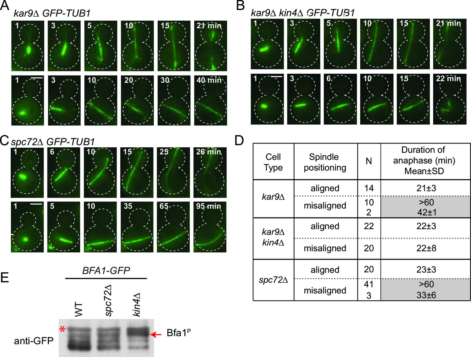 specific regulation of spindle position Biology Diagrams
