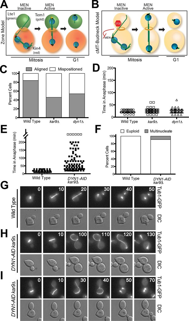 Figures and data in Spatial signals link exit from mitosis to spindle ... Biology Diagrams