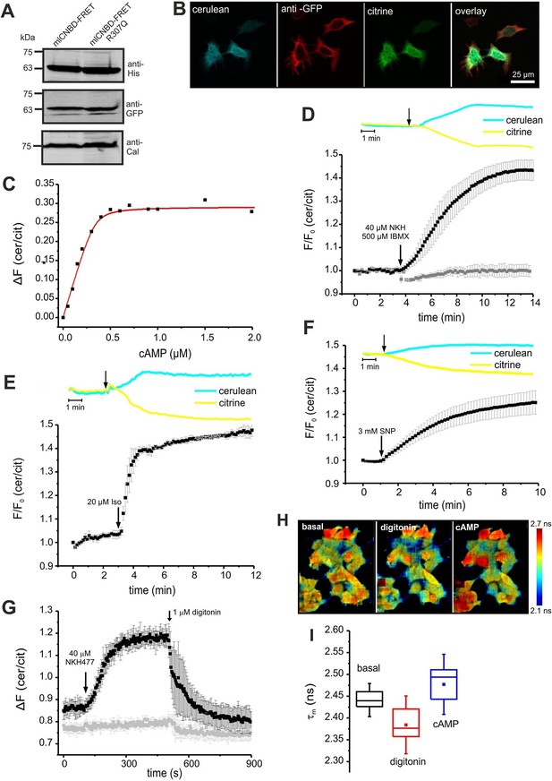 Figures and data in A novel biosensor to study cAMP dynamics in cilia ...