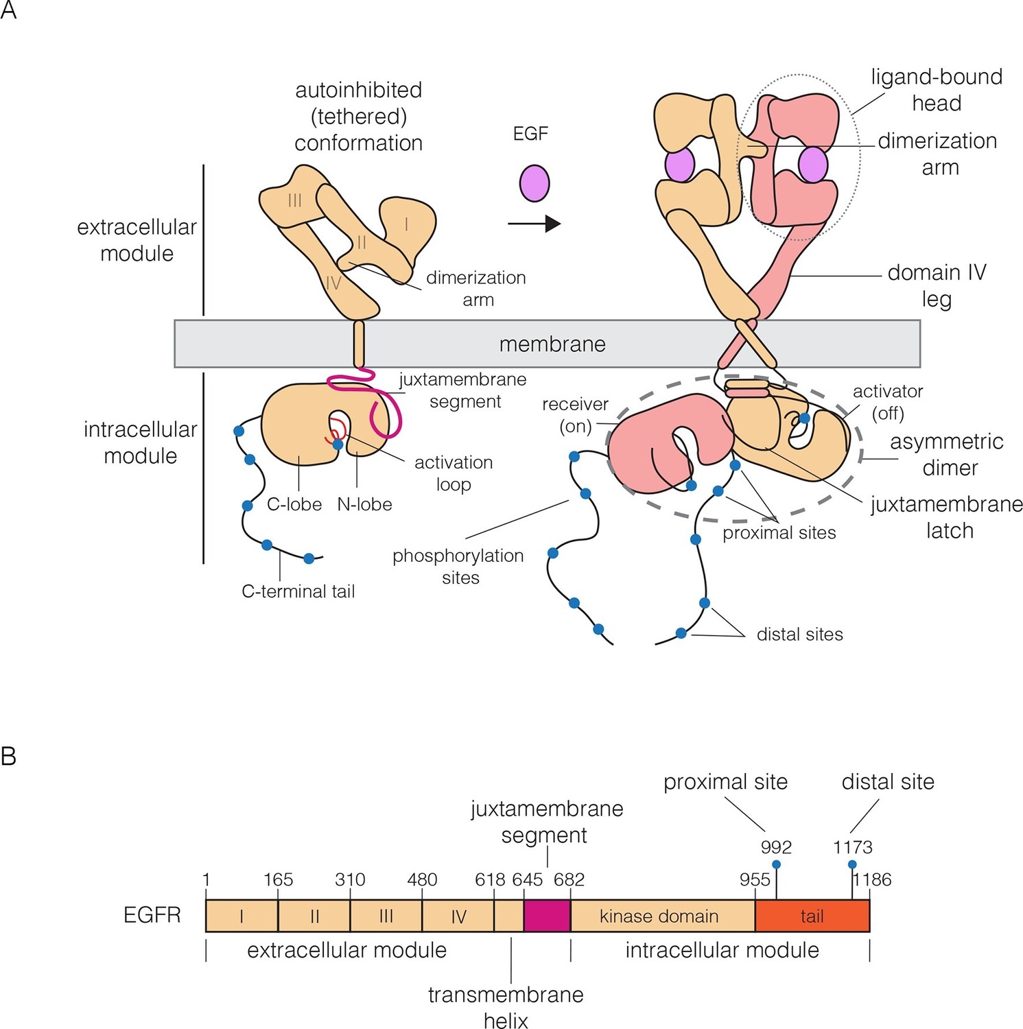 Molecular Basis For Multimerization In The Activation Of The Epidermal ...