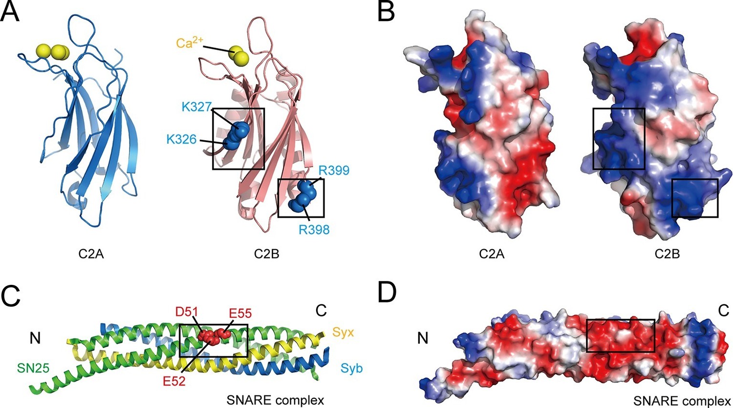 Synaptotagmin C B Domain Interacts Simultaneously With Snares And