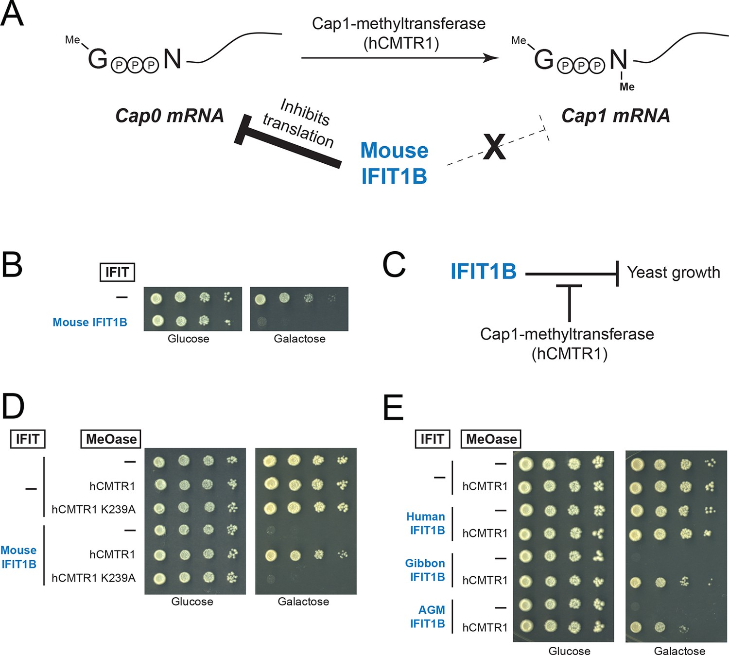 2′-O methylation of the viral mRNA cap evades host restriction by IFIT  family members